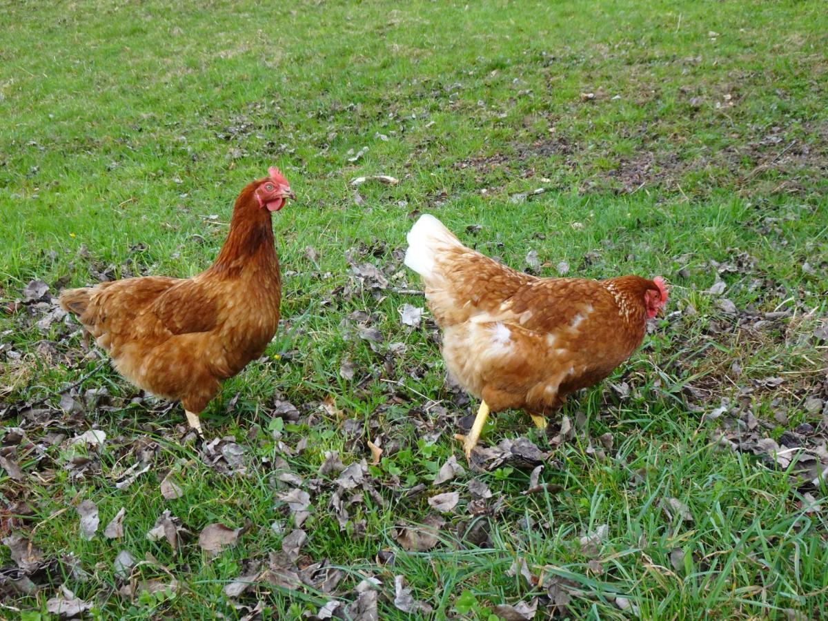 Biohof Schwanser Steinbach am Attersee Εξωτερικό φωτογραφία