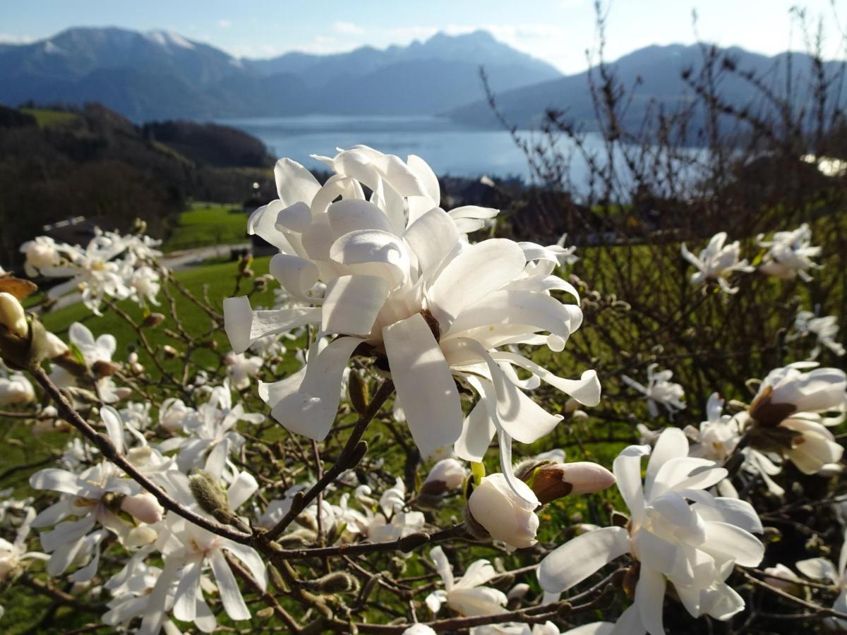 Biohof Schwanser Steinbach am Attersee Εξωτερικό φωτογραφία