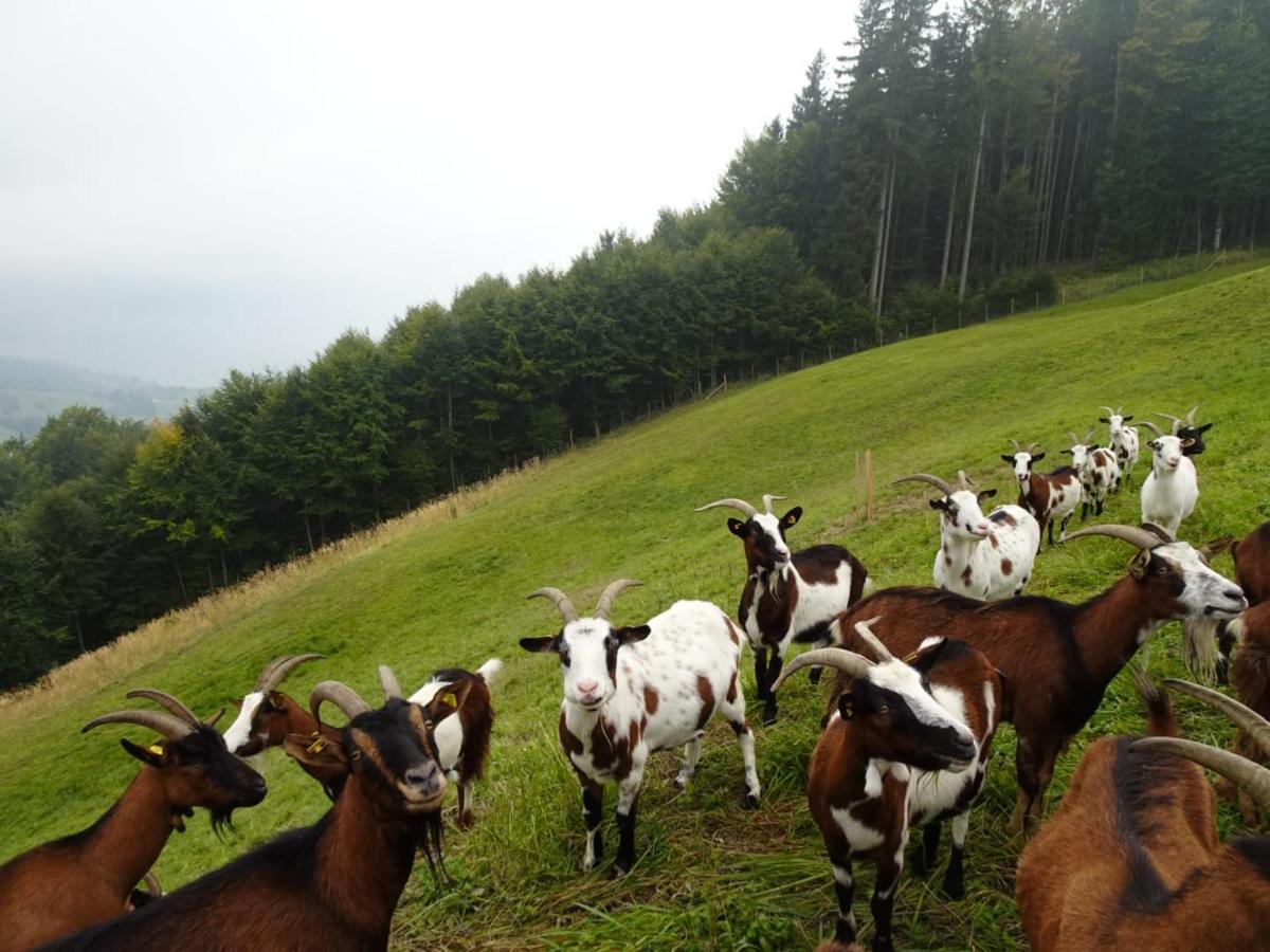 Biohof Schwanser Steinbach am Attersee Εξωτερικό φωτογραφία