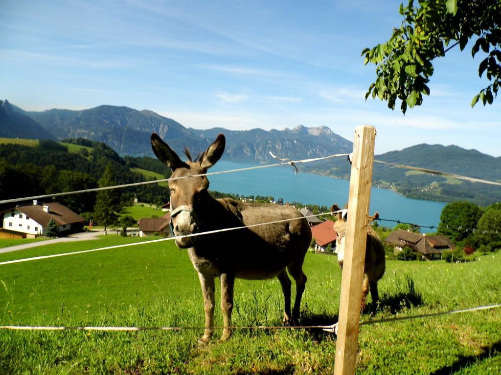 Biohof Schwanser Steinbach am Attersee Εξωτερικό φωτογραφία