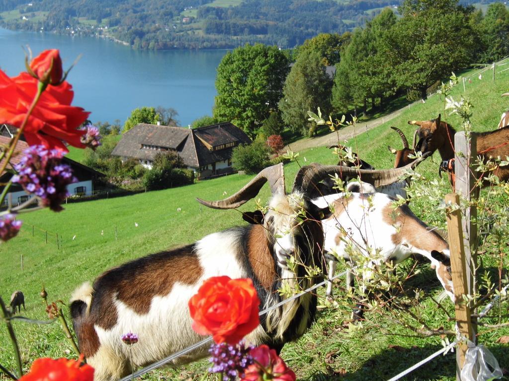 Biohof Schwanser Steinbach am Attersee Εξωτερικό φωτογραφία