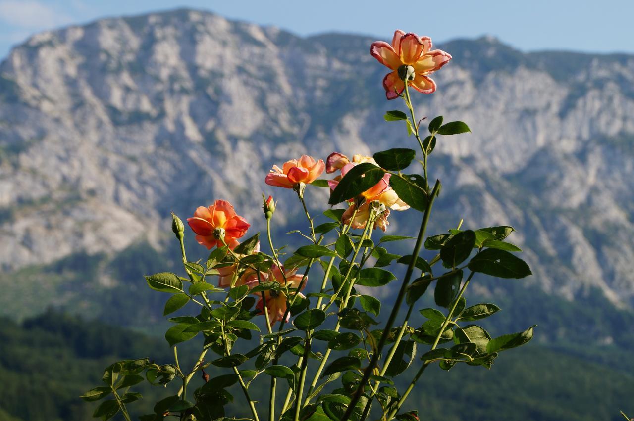 Biohof Schwanser Steinbach am Attersee Εξωτερικό φωτογραφία
